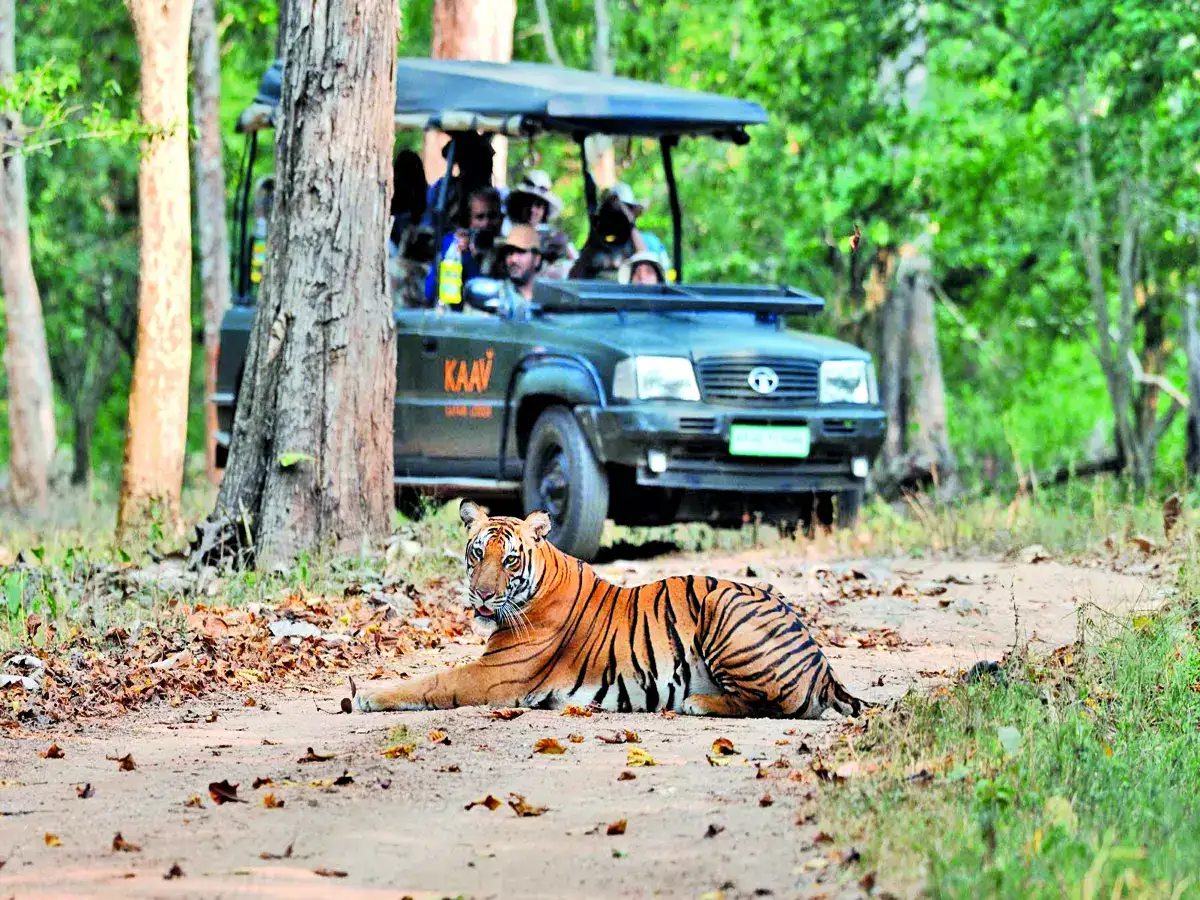 Nagarhole Safari Tour