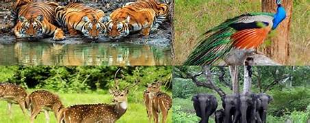 Bandipur Wildlife Tour