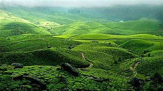 Munnar Alleppey Kovalam Tour